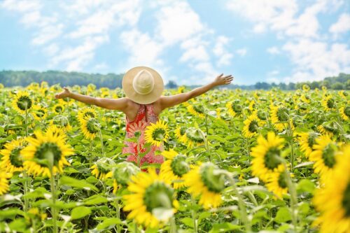 サンフラワーの中で女性が空に向かって光を浴びている画像