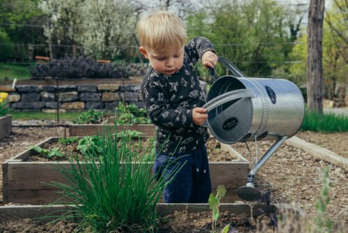 子供が植物に水をあげている画像