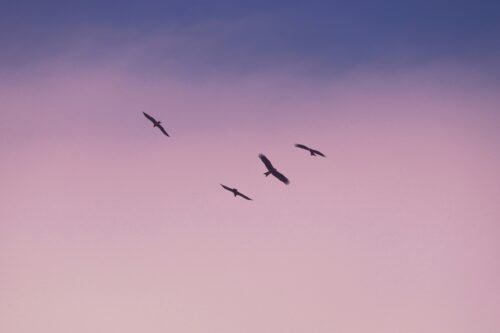 鳥が飛んでいる画像